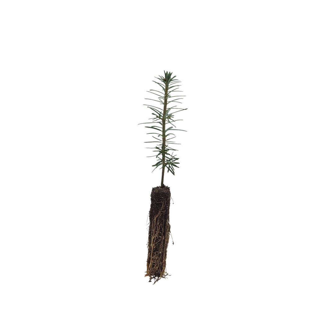 Fraser Fir Fraser Fir