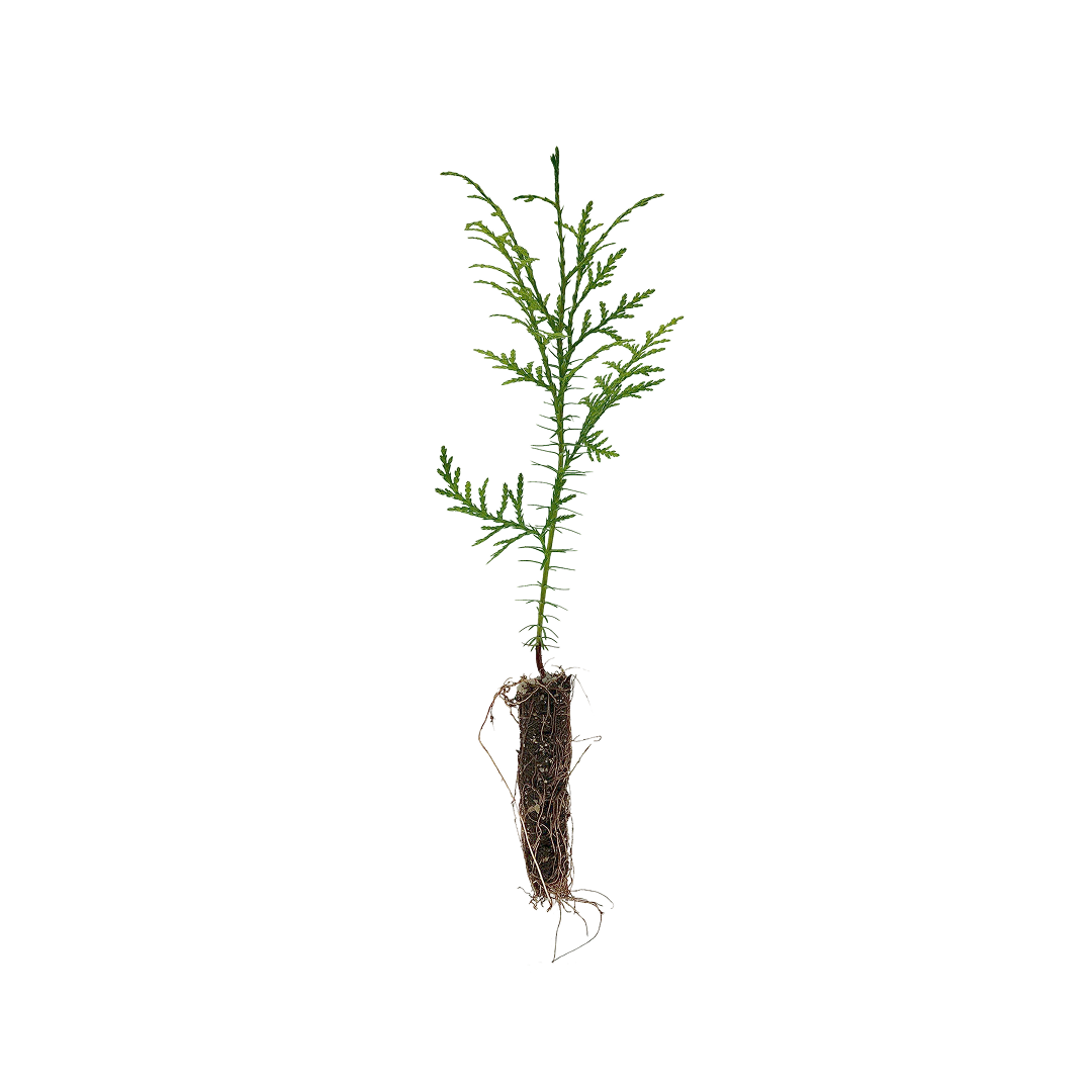 Western Red Cedar Western Red Cedar