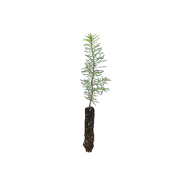 douglas-fir-2A douglas-fir-2A