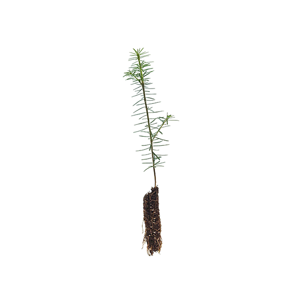 noble-fir-2A noble-fir-2A