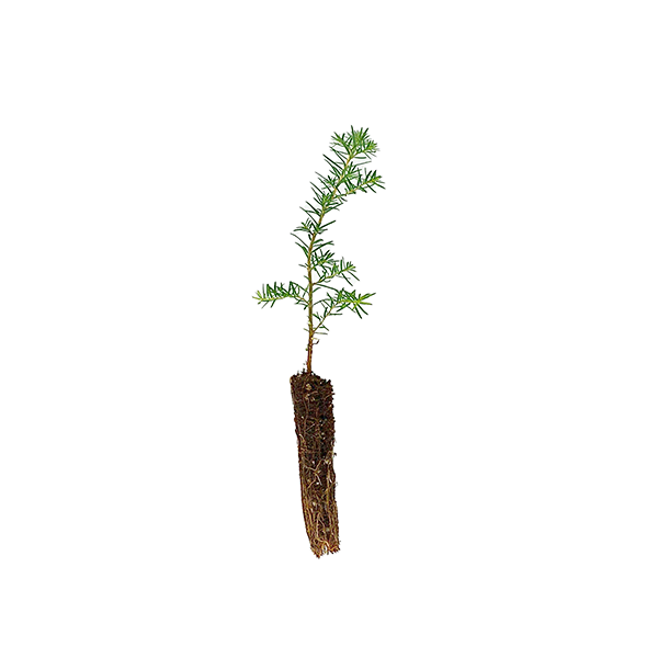 western-hemlock-2A western-hemlock-2A