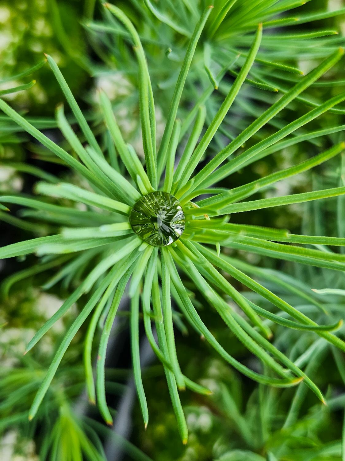 Seedling with a dew drop - Silvaseed