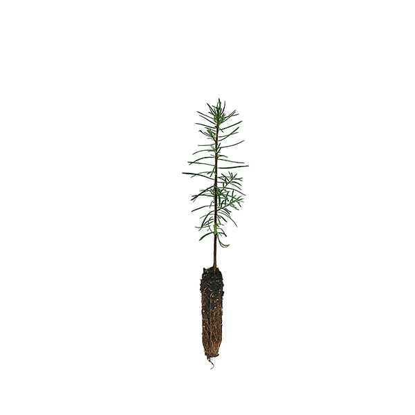 grand-fir-4A